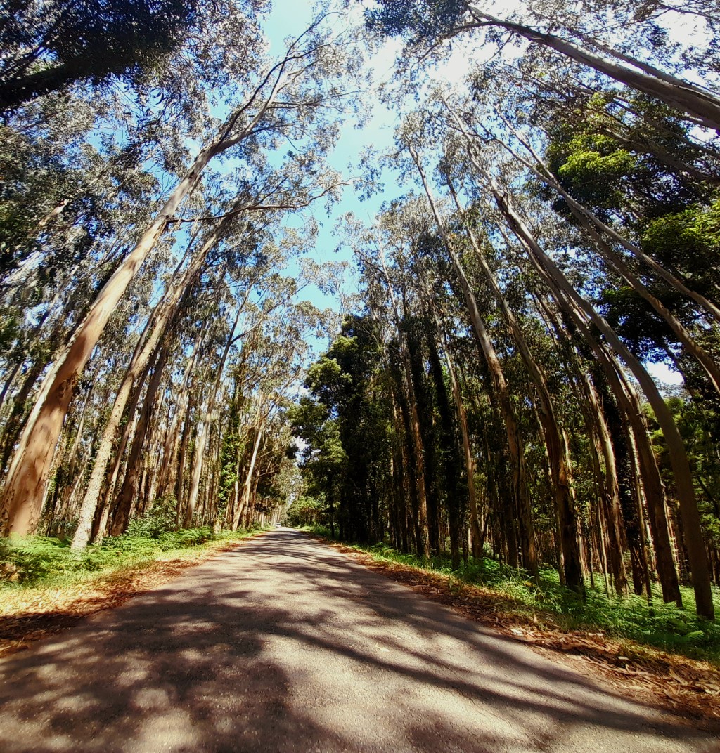 2Lugar - Árvores da Serra da Boa Viagem Mafalda Rodrigues 9A