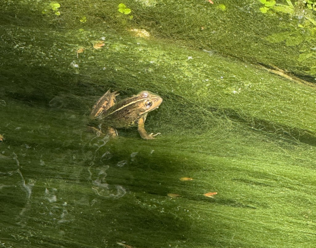 3Lugar - rã-verde no Parque das Abadias Letícia Sofia Cardoso 10C